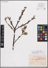 Foto von Salix caprea L.